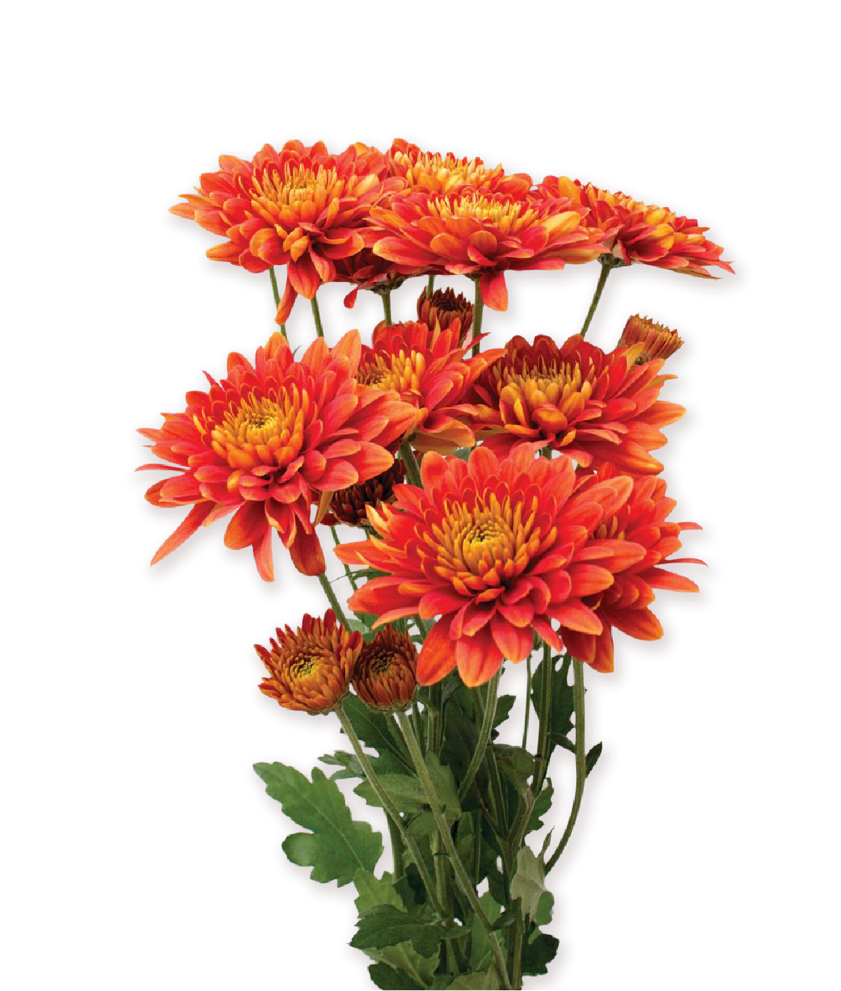 Flora Toscana - cooperativa di produzione piante e fiori