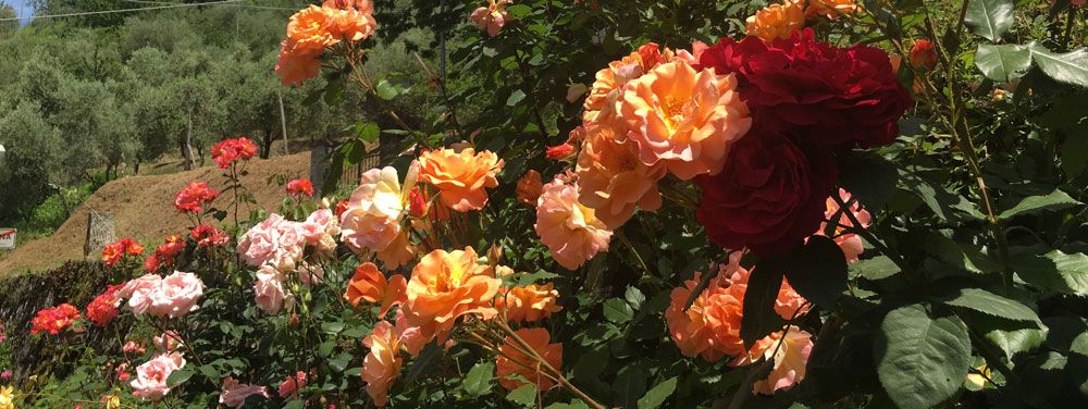 Rose-Flora-Toscana-fiore-di-maggio