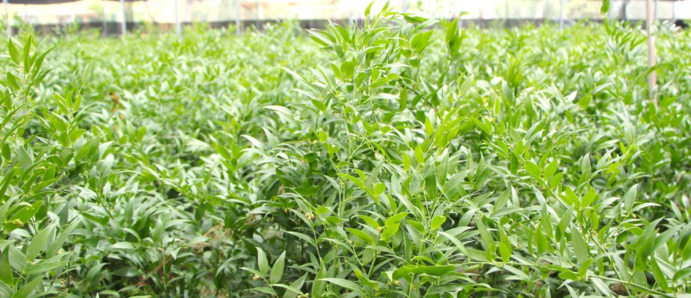 foto-ruscus-flora-toscana