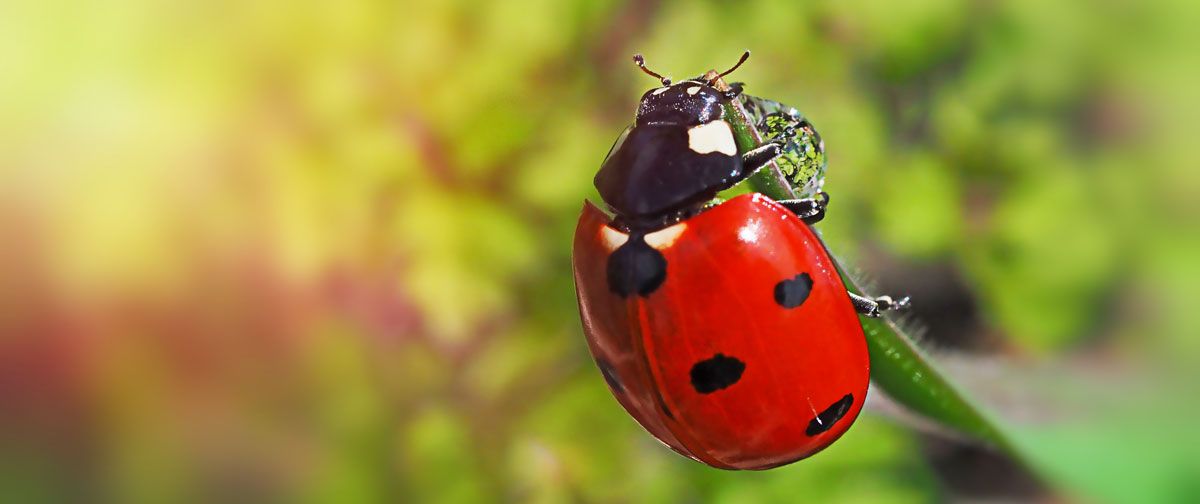 coccinella-rossa-Flora-Toscana