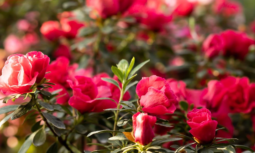 foto-fiori-di-azalea-rossa-Flora-Toscana