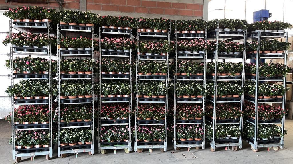 Floricola-Santa-Chiara