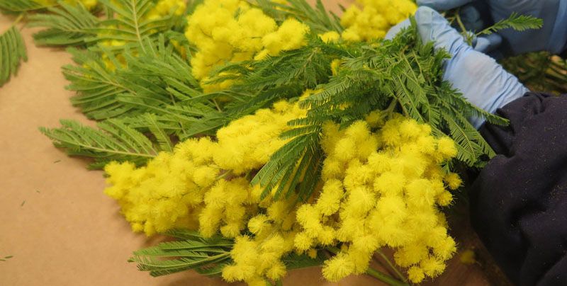 mimosa-flora-toscana-2022-2