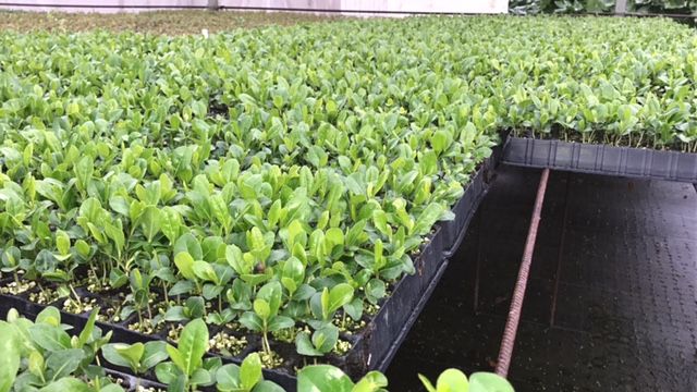 foto-marco-innocenti-flora-toscana