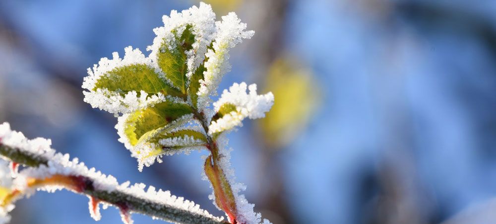 Come le piante si preparano al freddo e come resistono